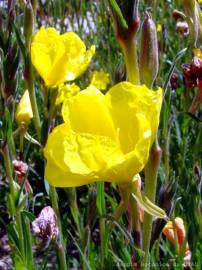 Fotografia da espécie Oenothera glazioviana