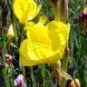 Fotografia 6 da espécie Oenothera glazioviana do Jardim Botânico UTAD