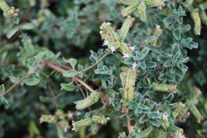 Fotografia da espécie Origanum majorana