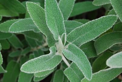 Fotografia da espécie Phlomis purpurea