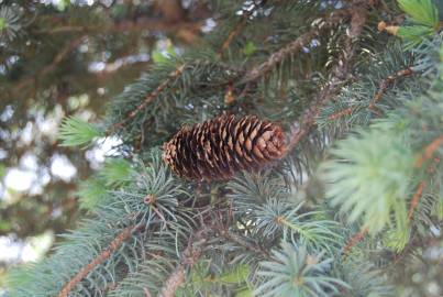 Fotografia da espécie Picea abies