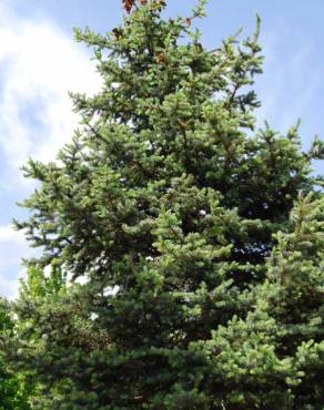 Fotografia 4 da espécie Picea abies no Jardim Botânico UTAD