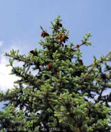 Fotografia da espécie Picea abies