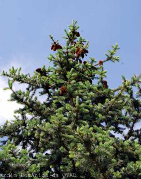Fotografia 5 da espécie Picea abies no Jardim Botânico UTAD