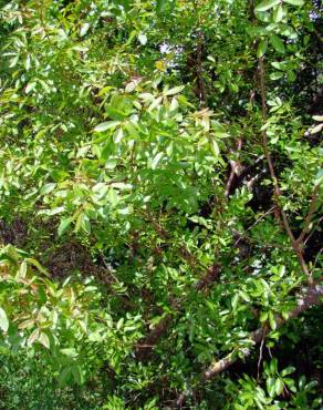 Fotografia 3 da espécie Pistacia terebinthus no Jardim Botânico UTAD