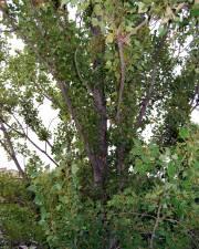 Fotografia da espécie Populus nigra