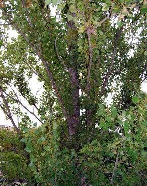 Fotografia 1 da espécie Populus nigra no Jardim Botânico UTAD