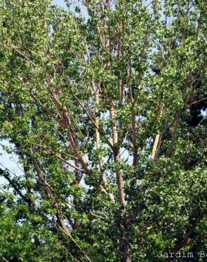 Fotografia 2 da espécie Populus x canescens no Jardim Botânico UTAD