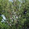Fotografia 2 da espécie Populus x canescens do Jardim Botânico UTAD
