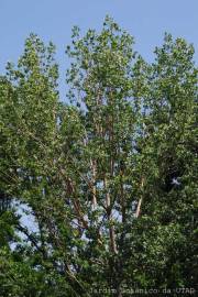 Fotografia da espécie Populus x canescens