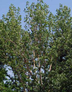 Fotografia 3 da espécie Populus x canescens no Jardim Botânico UTAD