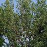 Fotografia 3 da espécie Populus x canescens do Jardim Botânico UTAD