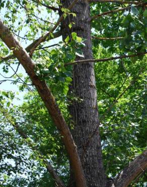 Fotografia 4 da espécie Populus x canescens no Jardim Botânico UTAD