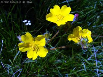 Fotografia da espécie Potentilla recta