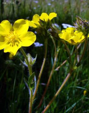 Fotografia 3 da espécie Potentilla recta no Jardim Botânico UTAD