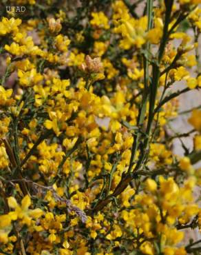 Fotografia 5 da espécie Pterospartum tridentatum subesp. lasianthum no Jardim Botânico UTAD