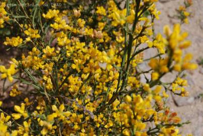 Fotografia da espécie Pterospartum tridentatum subesp. lasianthum