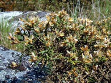 Fotografia da espécie Pterospartum tridentatum subesp. tridentatum