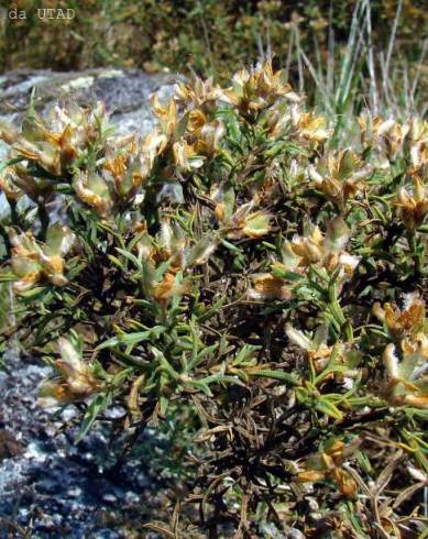 Fotografia de capa Pterospartum tridentatum subesp. tridentatum - do Jardim Botânico