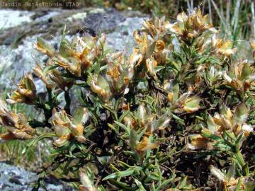 Fotografia da espécie Pterospartum tridentatum subesp. tridentatum