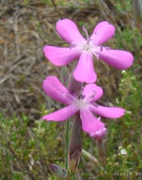 Fotografia 1 da espécie Dianthus laricifolius subesp. marizii no Jardim Botânico UTAD