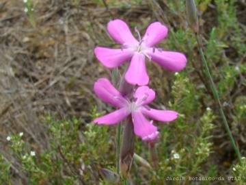 Fotografia da espécie Dianthus laricifolius subesp. marizii