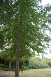 Fotografia da espécie Quercus coccinea