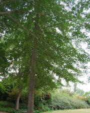 Fotografia da espécie Quercus coccinea