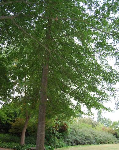 Fotografia de capa Quercus coccinea - do Jardim Botânico