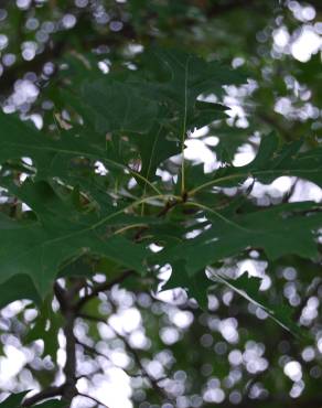 Fotografia 2 da espécie Quercus coccinea no Jardim Botânico UTAD