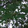 Fotografia 2 da espécie Quercus coccinea do Jardim Botânico UTAD