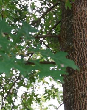 Fotografia 3 da espécie Quercus coccinea no Jardim Botânico UTAD