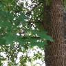 Fotografia 3 da espécie Quercus coccinea do Jardim Botânico UTAD