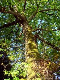 Fotografia da espécie Quercus robur