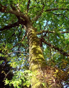Fotografia 4 da espécie Quercus robur no Jardim Botânico UTAD