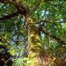 Fotografia 4 da espécie Quercus robur do Jardim Botânico UTAD