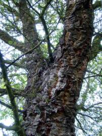 Fotografia da espécie Quercus suber