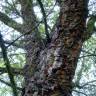 Fotografia 4 da espécie Quercus suber do Jardim Botânico UTAD