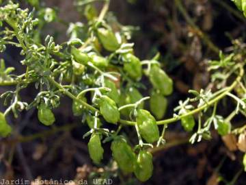 Fotografia da espécie Reseda phyteuma