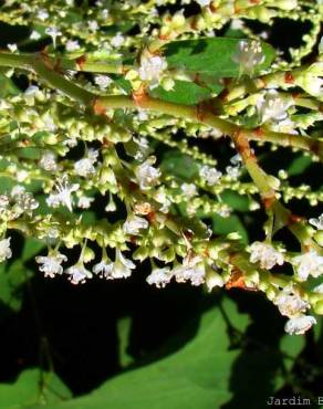 Fotografia 3 da espécie Reynoutria japonica no Jardim Botânico UTAD