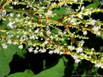 Fotografia da espécie Reynoutria japonica