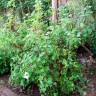 Fotografia 2 da espécie Ribes rubrum do Jardim Botânico UTAD