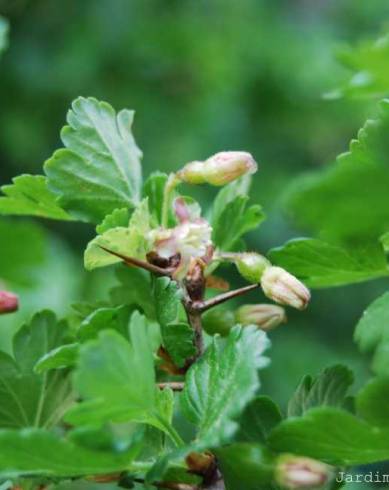 Fotografia de capa Ribes uva-crispa - do Jardim Botânico