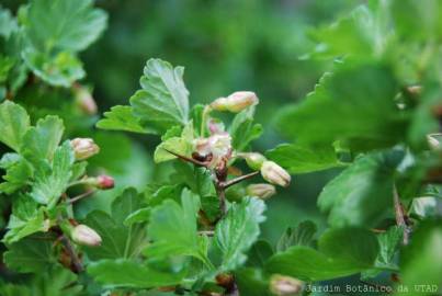 Fotografia da espécie Ribes uva-crispa