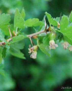 Fotografia 2 da espécie Ribes uva-crispa no Jardim Botânico UTAD