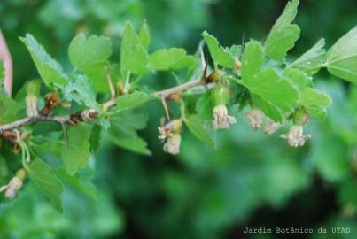 Fotografia da espécie Ribes uva-crispa