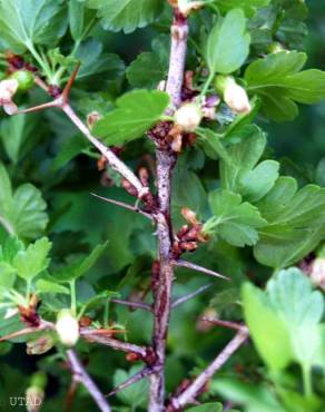 Fotografia 3 da espécie Ribes uva-crispa no Jardim Botânico UTAD