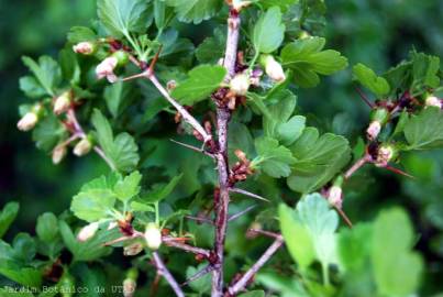 Fotografia da espécie Ribes uva-crispa