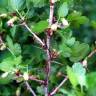 Fotografia 3 da espécie Ribes uva-crispa do Jardim Botânico UTAD