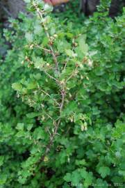 Fotografia da espécie Ribes uva-crispa